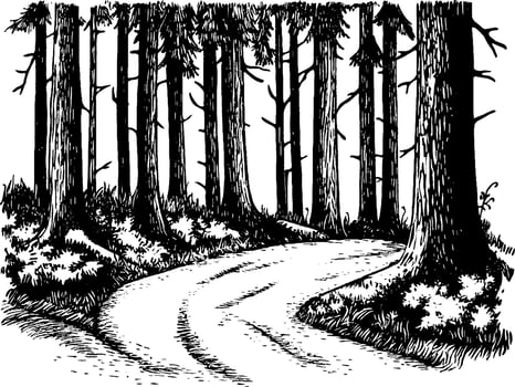 A winding path through a dense forest, surrounded by tall trees and underbrush. The scene is illustrated in a black and white sketch style, emphasizing the natural textures of the bark and foliage. vector