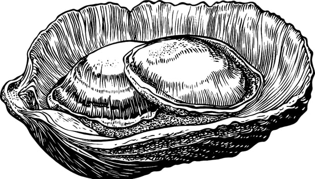 A detailed illustration of a scallop shell with two scallops inside, showcasing intricate textures and patterns. vector