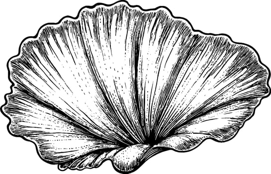 A detailed illustration of a shell, showcasing its intricate lines and textures. The shell is depicted in a realistic style, emphasizing its natural beauty. vector