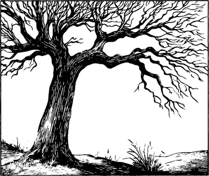 A detailed illustration of a leafless tree with gnarled branches, set against a plain background. The tree's texture and contours are emphasized, showcasing its rugged appearance. vector