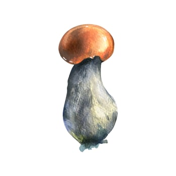 Forest edible mushroom boletus with an orange cap and moss on a stem. Watercolor illustration hand drawn. For recipes, packaging, autumn festival, harvest. Isolated object on a white background. vector