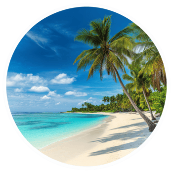 Palm Trees On Tropical Beach With Sky png