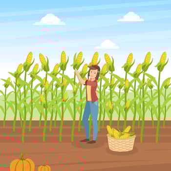 Girl Farmer Collecting Corn, Agricultural Worker Standing on Background of Corn Field with Basket Full of Corncobs Illustration vector