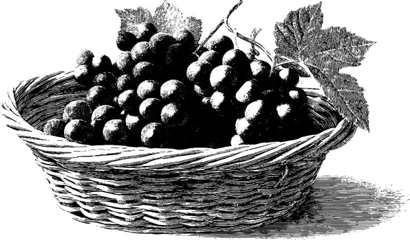Vintage engraving of grapes in wicker basket with leaves. vector