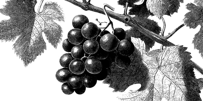 Vintage botanical illustration of grapes on vine with detailed leaves and tendrils. vector