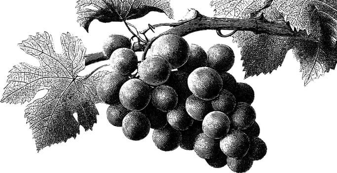 Vintage botanical engraving of grapes on vine with detailed leaves. vector
