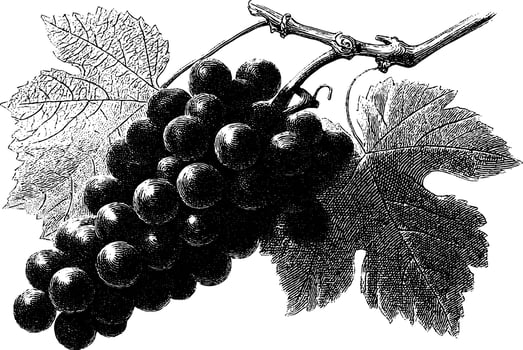 Vintage illustration of grape cluster and leaves in black and white. vector