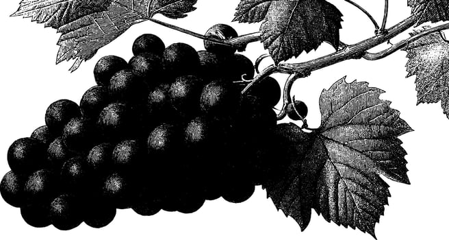 Detailed black and white illustration of grapes and vine leaves. vector
