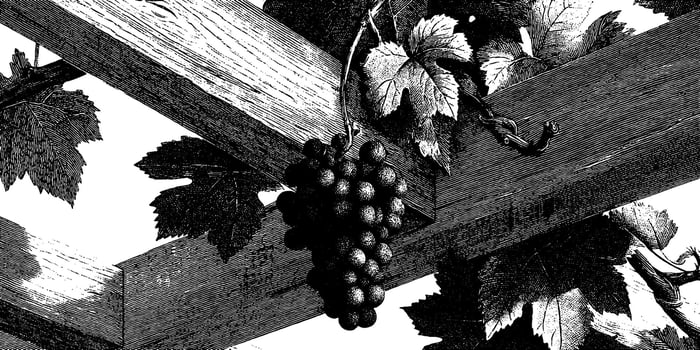Engraved grapes on vine with detailed leaves in monochrome. vector