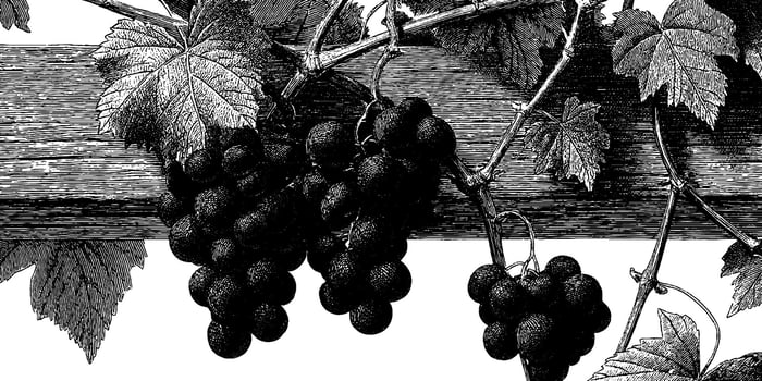 Black and white illustration of grape vines and leaves on wooden beam. vector