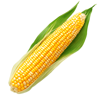 A Corn Cob isolated on transparent background png