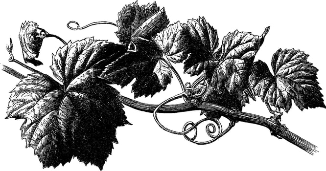 Detailed vintage grapevine illustration with leaves and tendrils. vector