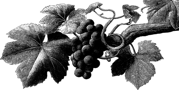 Vintage engraving of grapes on vine with detailed leaves and tendrils. vector
