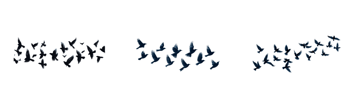 Birds flying in formations on a transparent background png