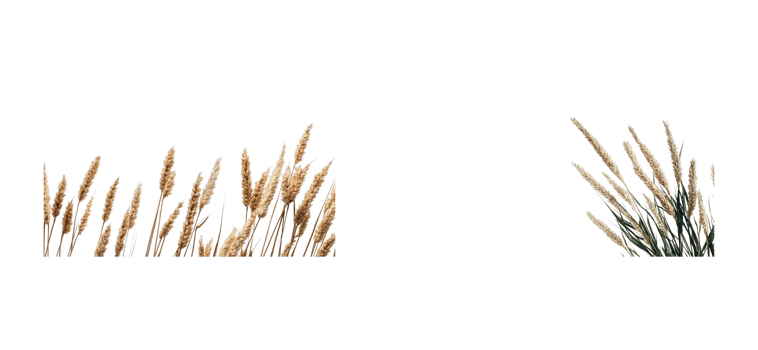 Natural grasses with a transparent background for design use png
