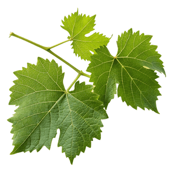 Grape leaves on transparent background isolated png
