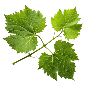 Grape leaves on transparent background png