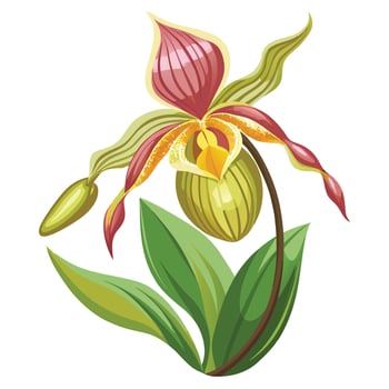Beautifully Illustrated Slipper Orchid with Vibrant Petals vector