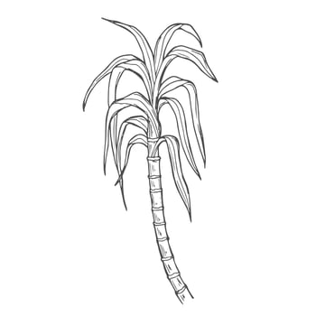 Sugar cane stems outline on a white isolated background. illustration. vector
