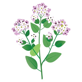 Detailed Illustration of a Sweet Alyssum Plant with Yellow Center and Long Stems vector