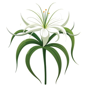 Botanical Depiction of a Spider Lily Plant in Full Bloom with Green Leaves and Stems vector