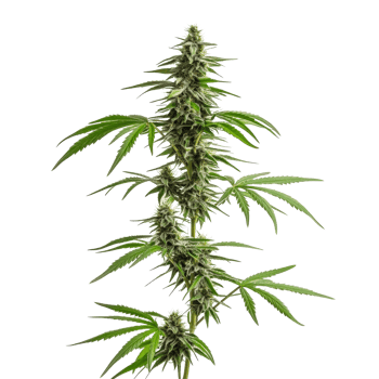 Cannabis hemp plant with vibrant leaves and buds against a transparent background in a studio setting, Cannabis hemp plant transparent background png