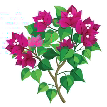 Detailed Illustration of a Bougainvillea Plant with White Petals and Long Stems Isollated on a White Background vector