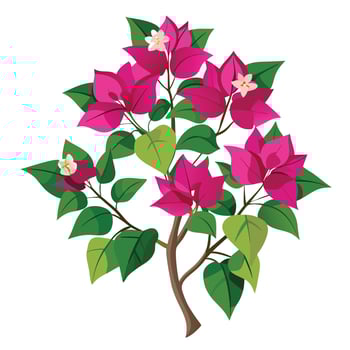 Beautiful Bougainvillea Plant with Bright Pink Flowers and Green Leaves Isollated on a White Background vector