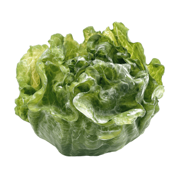 Fresh frillice iceberg lettuce arranged on a clean transparent background for culinary presentation and freshness, Frillice Iceberg Lettuce on transparent background png