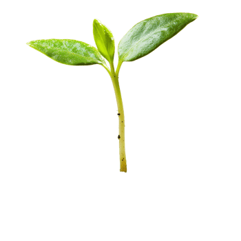 Young seedling sprouting from rich soil, showing vibrant leaves and healthy growth in isolation, young spout seedling growing out of soilisolated on transparent background png