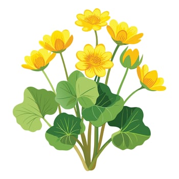 Detailed Illustration of a Marsh Marigold with White Petals and Long Stems vector