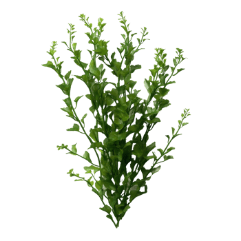Isolated Potamogeton algae bush displaying vibrant green foliage in a botanical setting, Potamogeton green algae bush, file of isolated object with shadow on transparent background png