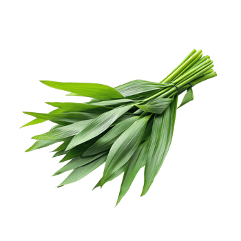 Fresh pandan leaves arranged in a bunch, isolated on a clean transparent background for culinary use and decoration, Fresh Pandan leaves isolated on transparent background png