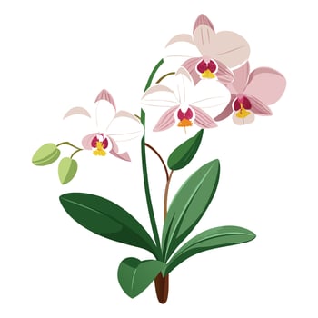 Beautiful Orchid Plant with Exotic Flowers and Leaves vector