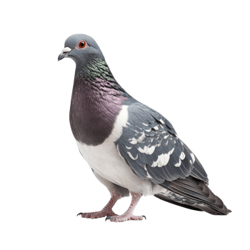 A beautiful dove standing gracefully against a pristine transparent background showcasing its unique coloration, Dove isolated transparent background png
