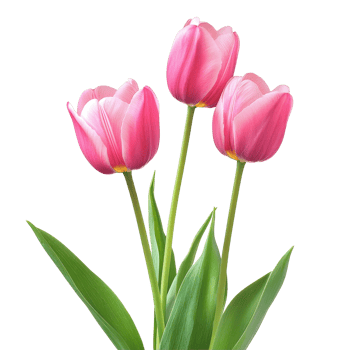 Beautiful tulips in vibrant pink colors against a bright transparent background at full bloom, Beautiful tulips isolated transparent background png