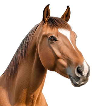 A detailed view of a horse head with distinctive features set against a clean transparent background, horse head isolated on transparent background png