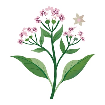 Beautiful Milkweed Plant with Clusters of Small Flowers and Green Leaves vector