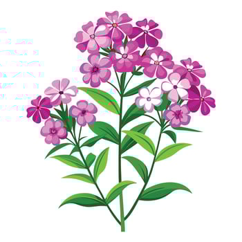 Beautiful Phlox Plant with Clusters of Small Flowers and Leaves vector