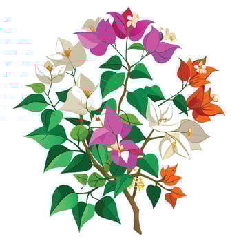 Detailed Illustration of a Bougainvillea Plant with White Petals and Long Stems vector