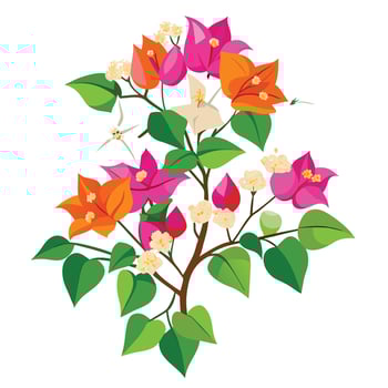 Beautiful Bougainvillea Plant with Bright Pink Flowers and Green Leaves vector