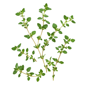 Fresh thyme leaves isolated on a clean transparent background for culinary and aromatic use in various dishes, thyme leaves isolated on transparent background png