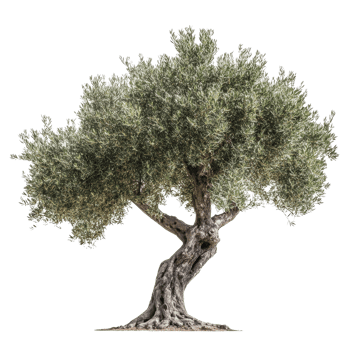 Isolated olive tree with twisted trunk on a bright transparent background showcasing its unique shape and leaves, Olive tree isolated on transparent background png