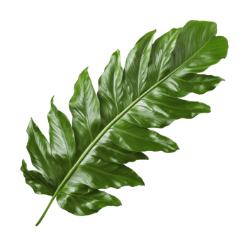 Bird nest fern leaf isolated on a transparent background showcasing its lush green texture and shape, bird nest fern leaf isolated on transparent backgroundfile png
