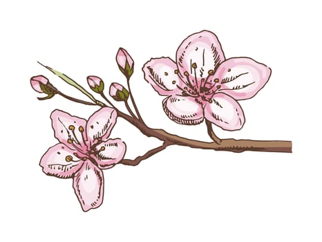 Hand drawn vintage colored sketch of sakura flowers blossom, ink style. vector