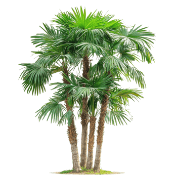 A cluster of Asian Palmyra palms growing robustly on a bright transparent surface, Asian Palmyra palm, Toddy palm, Sugar palm on transparent background png