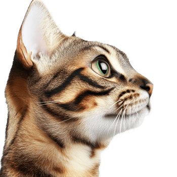 A closeup view of a bengal cats profile on a transparent background highlighting its unique features and striking green eyes, Close up bengal cat isolated on transparent background png