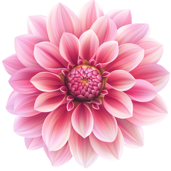 Stunning Pink Dahlia Flower isolated on transparent background png