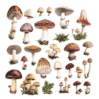 A diverse collection of retro vintage mushrooms in various sizes and colors on a transparent background, Various types of retro vintage mushroom big transparent background png
