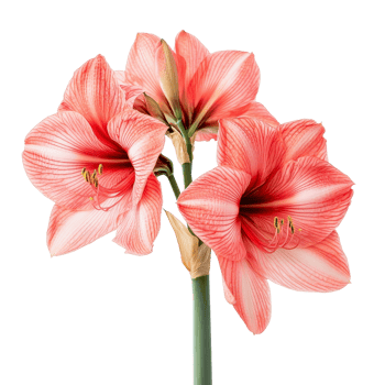 Amaryllis flower in vibrant pink and transparent shades captured against a clean transparent background, amaryllis isolated on a transparent background png
